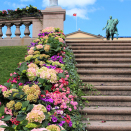 Blomsterdekor på Slottsplassen. Foto: Nina Ilefeldt, Det kongelige hoff